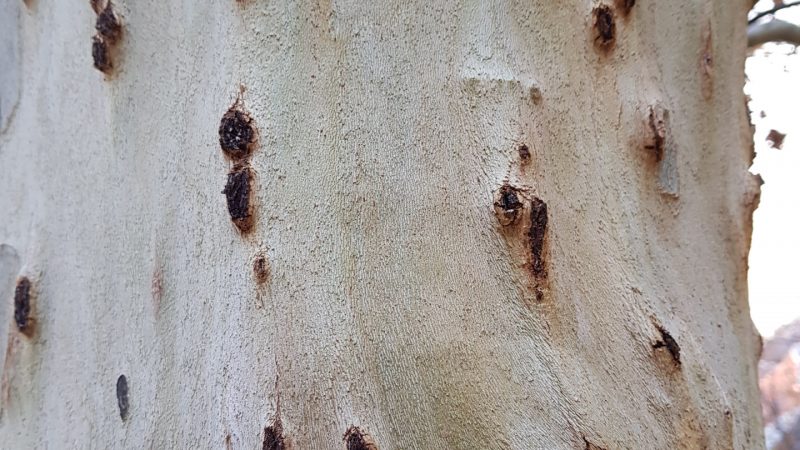 PSHB-Shot-Hole-Borer-20180726-171111