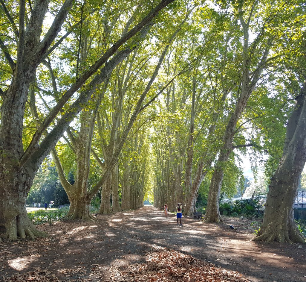 PSHB ShotHole Borer Pietermaritzburg Botanical Gardens London Plane tree avenue