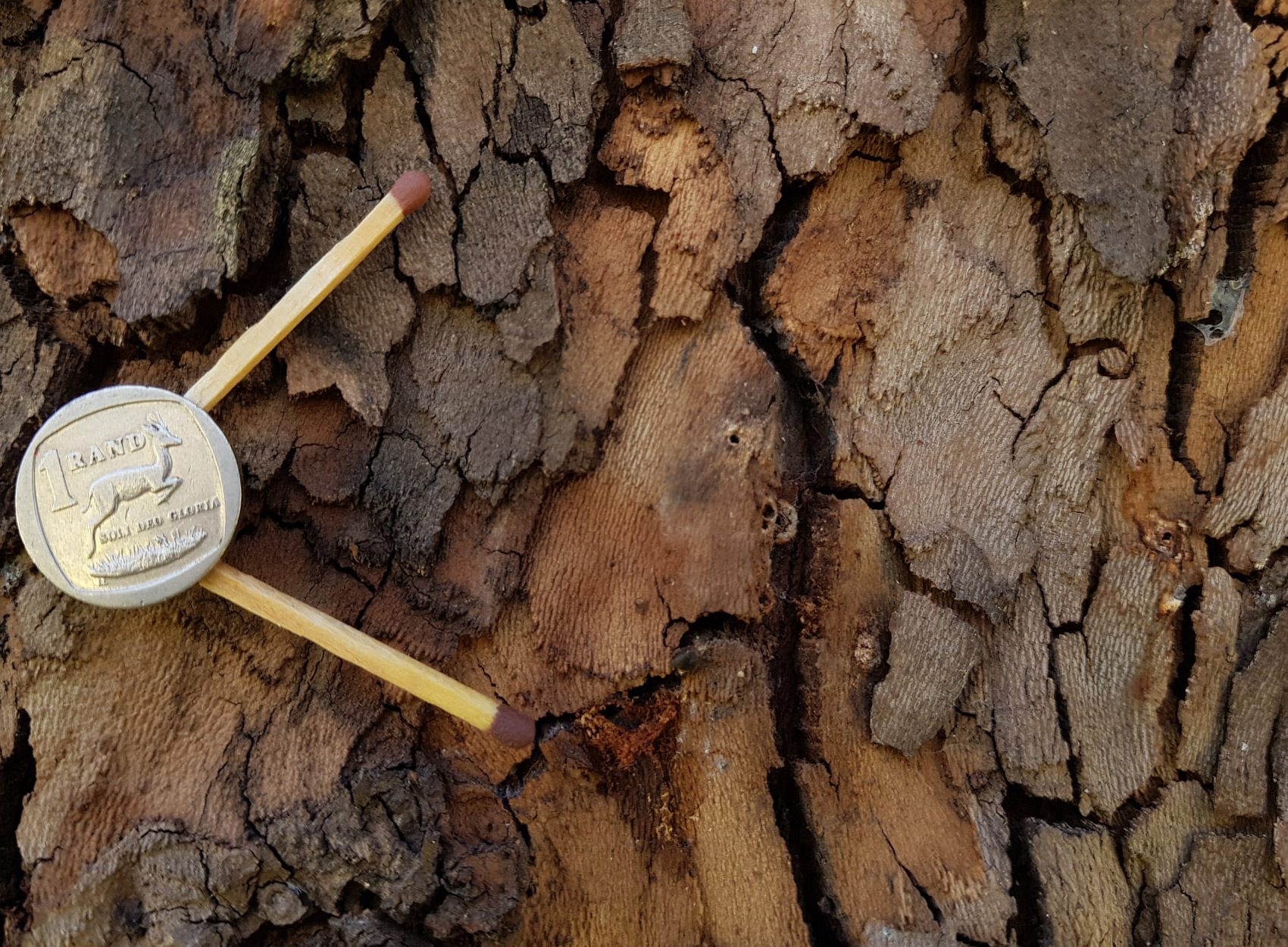 PSHB Shot Hole Borer - London Plane - BEFORE