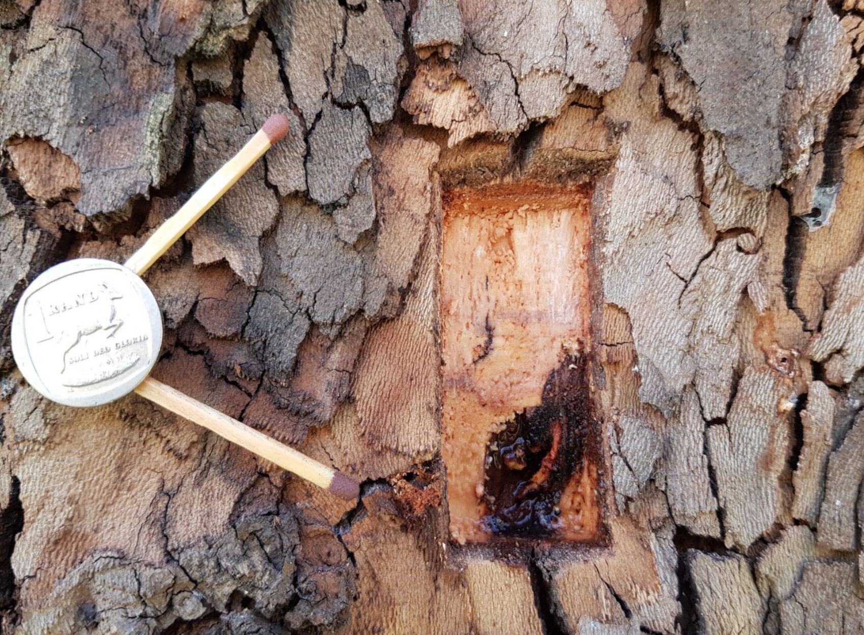 PSHB Shot Hole Borer - London Plane - AFTER